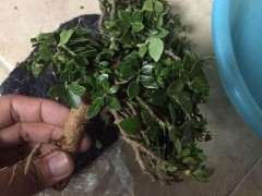 栀子下山桩需要泡生根粉吗 怎么办 图片