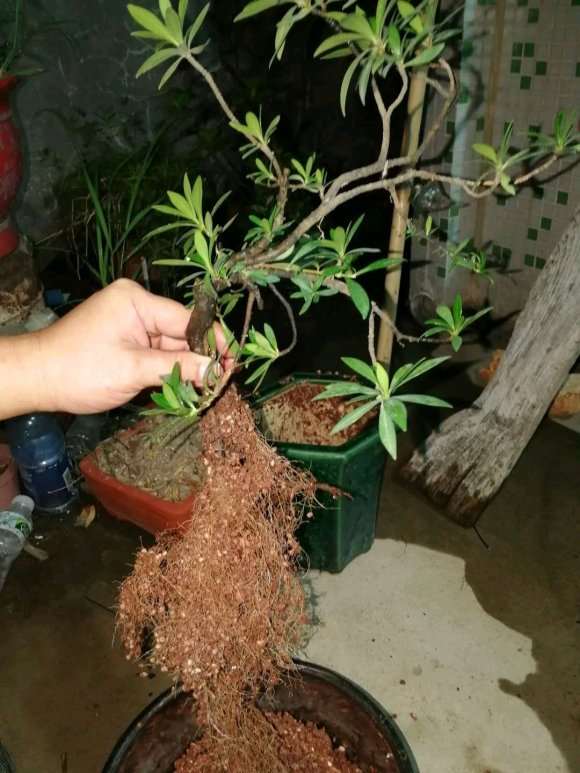 为什么火山岩很适合养栀子下山桩 图片