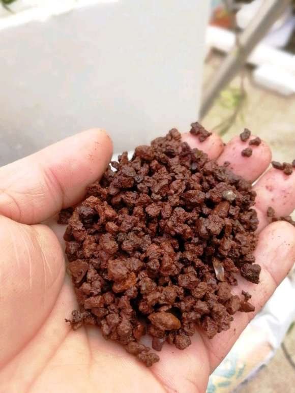 为什么火山岩很适合养栀子下山桩 图片
