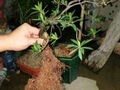 为什么火山岩很适合养栀子下山桩 图片