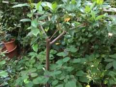 栀子下山桩 这是花芽 还是叶芽 图片