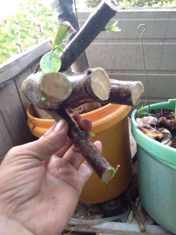 倒栽提根栀子花下山桩 怎么样 图片