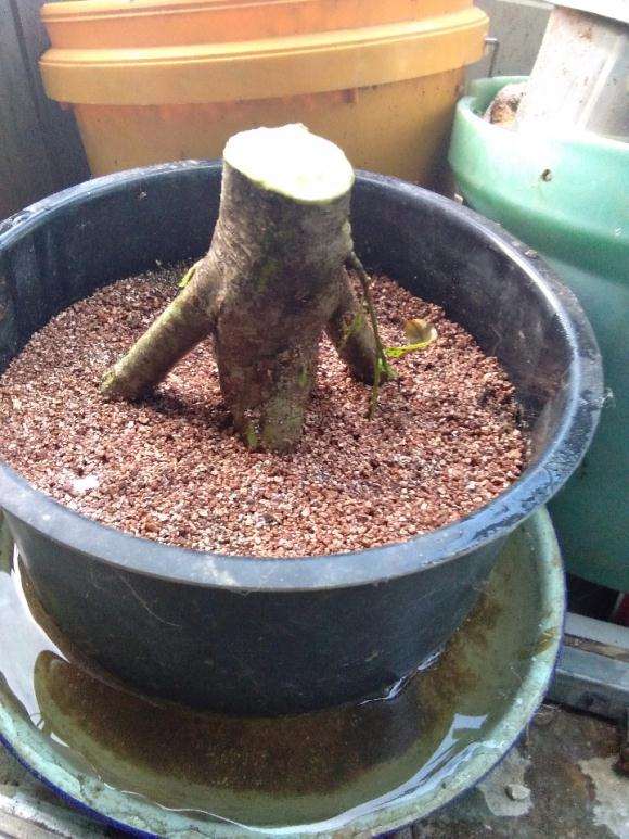 倒栽提根栀子花下山桩 怎么样 图片