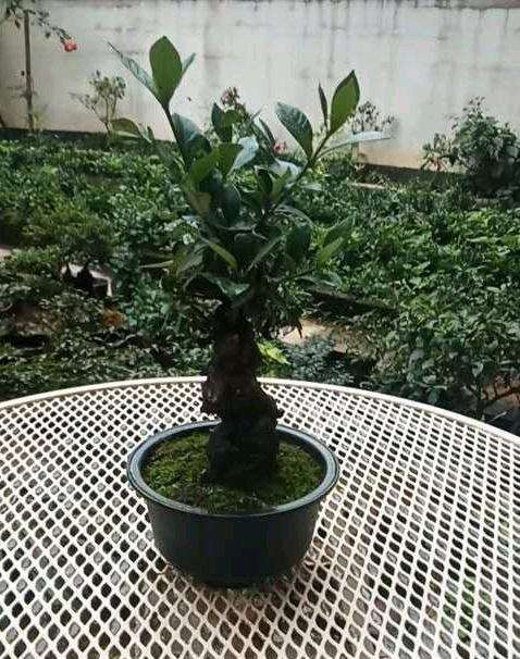 为什么栀子花下山桩花不好养 图片