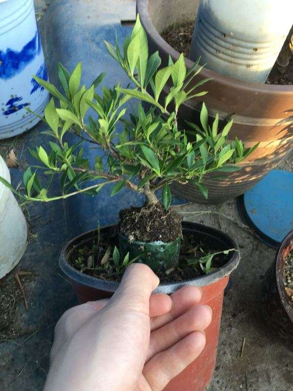 为什么栀子花下山桩花不好养 图片