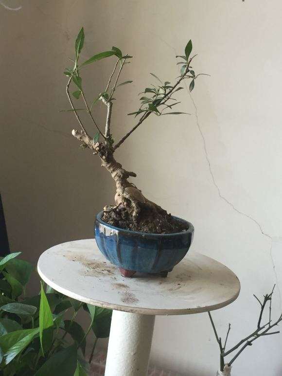 栀子下山桩 没有根系 叶子发蔫 怎么办