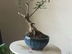 栀子下山桩 没有根系 叶子发蔫 怎么办