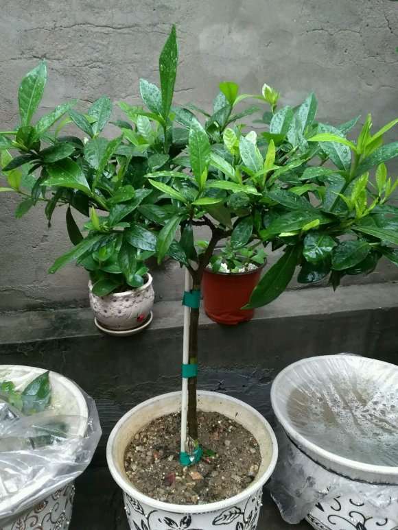 扦插三年的栀子花下山桩花 怎么样 图片