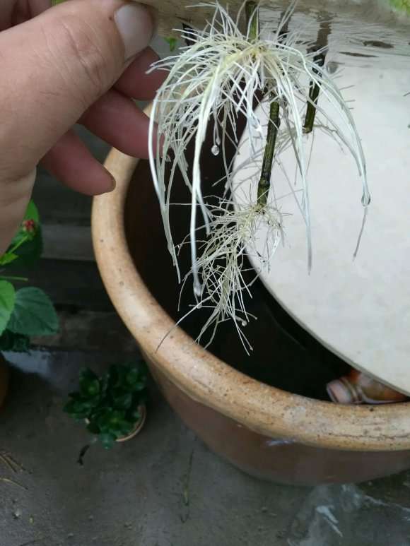 扦插三年的栀子花下山桩花 怎么样 图片