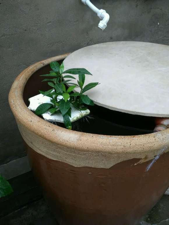 扦插三年的栀子花下山桩花 怎么样 图片