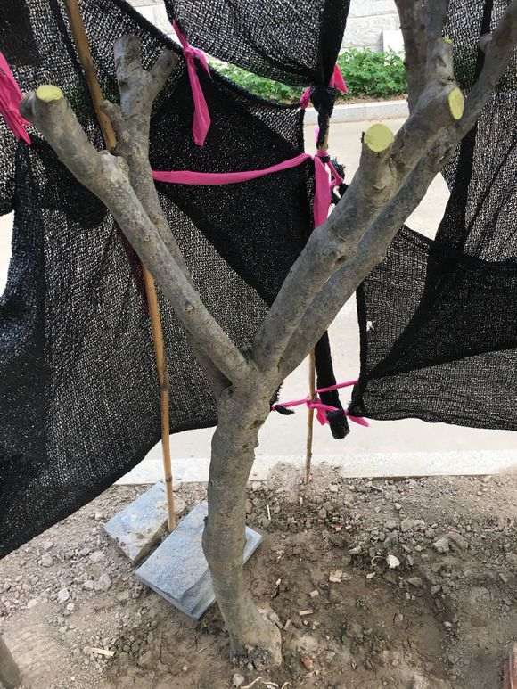 栀子下山桩一直长不出叶子 怎么办 图片