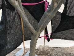 栀子下山桩一直长不出叶子 怎么缠膜套袋