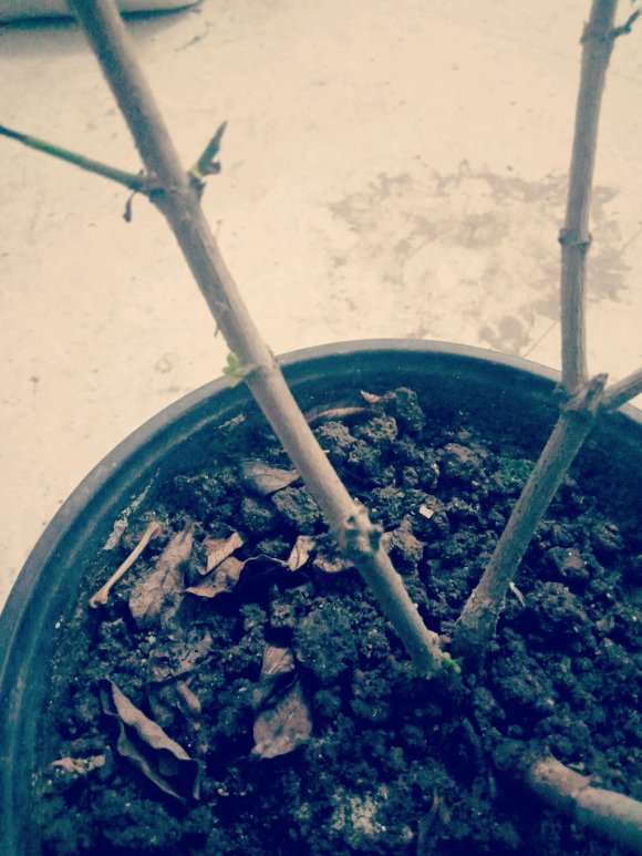 栀子下山桩花怎么了 要加煤渣吗 图片