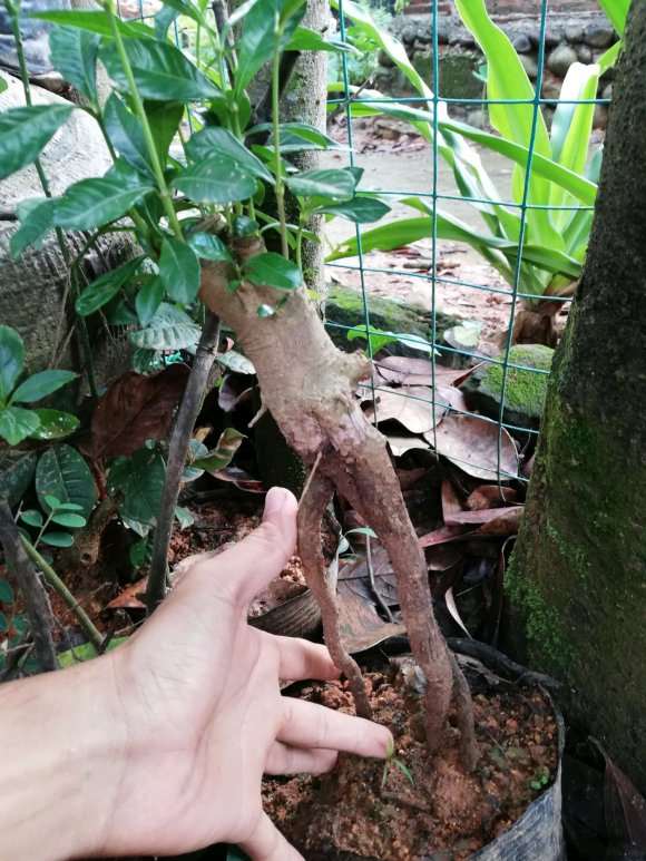 为什么说栀子下山桩长不大 图片