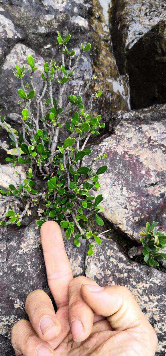 不知道什么品种栀子下山桩 图片