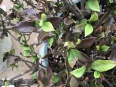 栀子下山桩叶子变成褐色了 怎么办 图片