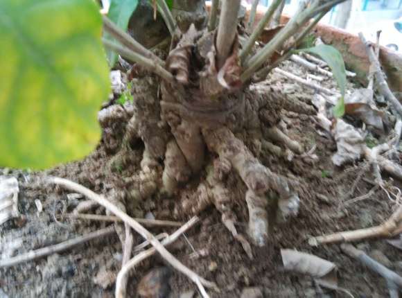 栀子花下山桩从来没开过花 怎么办 图片