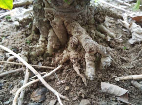 栀子花下山桩从来没开过花 怎么办 图片