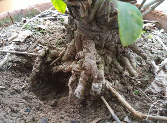 栀子花下山桩从来没开过花 怎么办 图片