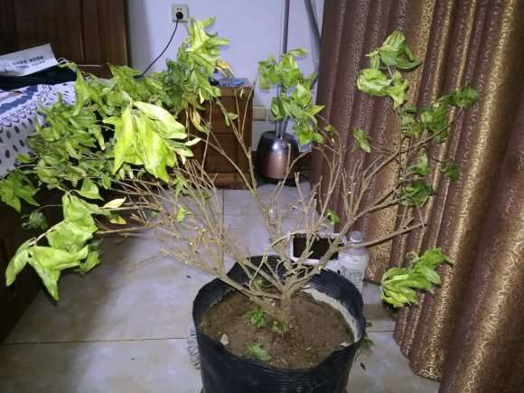 栀子花下山桩 叶子已经干了 怎么样 图片