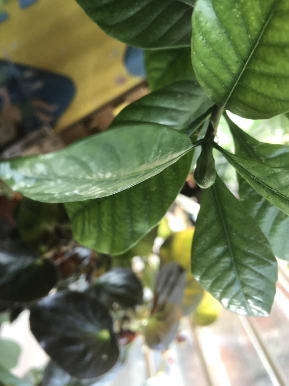 冬天栀子下山桩居然长了花苞 怎么办