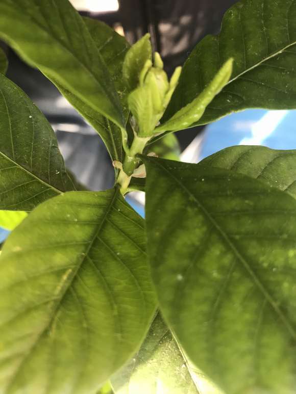 冬天栀子下山桩居然长了花苞 怎么办