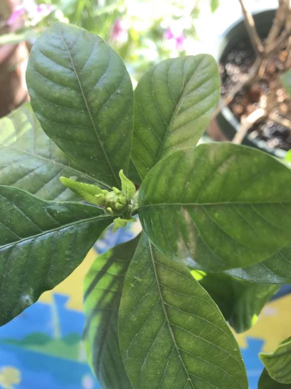 冬天栀子下山桩居然长了花苞 怎么办