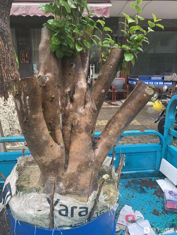 海棠下山桩树桩怎么样 值多少钱 图片