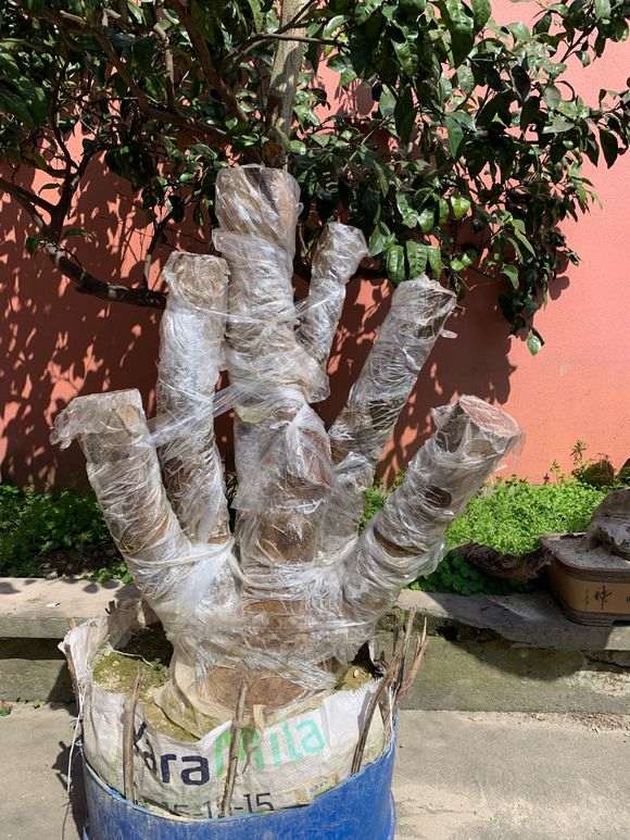 海棠下山桩树桩怎么样 值多少钱 图片