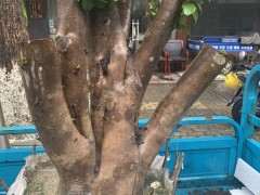 海棠下山桩树桩缠膜可以吗 天气热