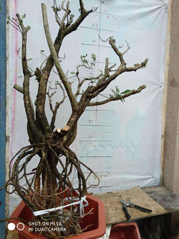 海棠下山桩怎么高位嫁接的方法 图片