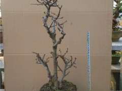 海棠下山桩怎么高位嫁接的方法 图片