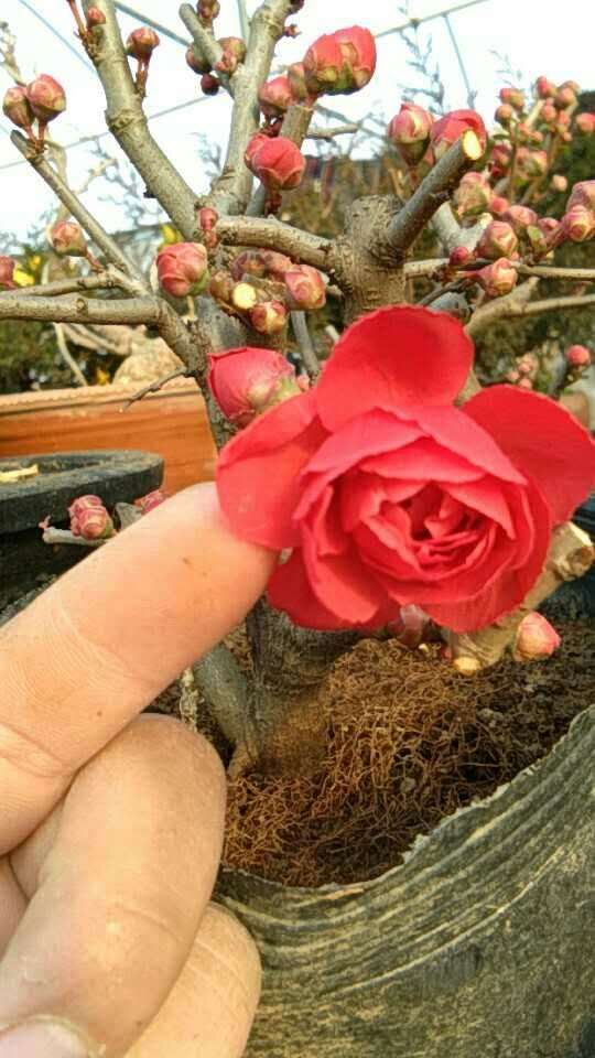 日本十二一重 海棠下山桩 怎么样 图片