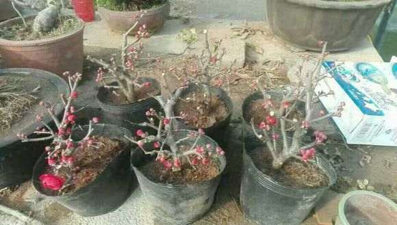 日本十二一重 海棠下山桩 怎么样 图片