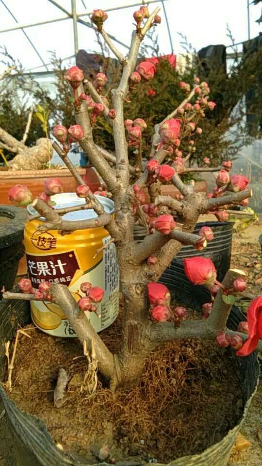 日本十二一重 海棠下山桩 怎么样 图片