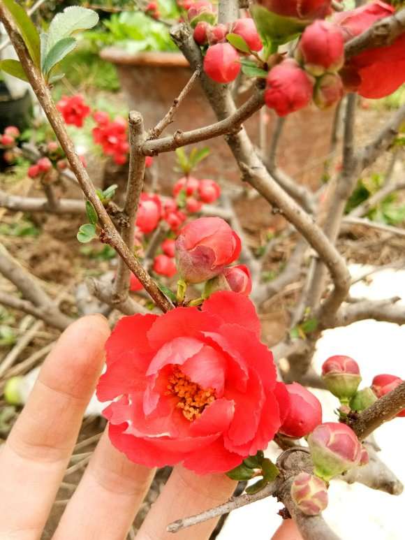 长寿冠海棠下山桩4岁了 怎么样 图片