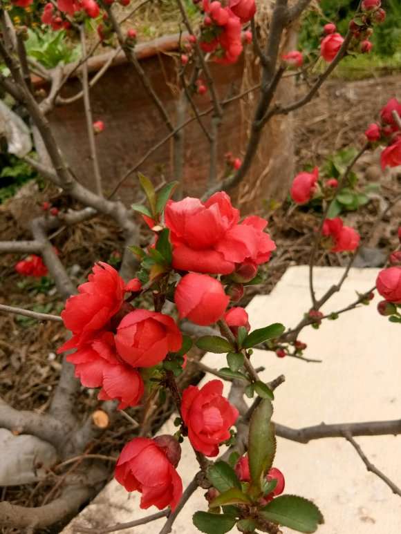 长寿冠海棠下山桩4岁了 怎么样 图片