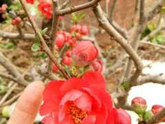 长寿冠海棠下山桩4岁了 可以吗 图片