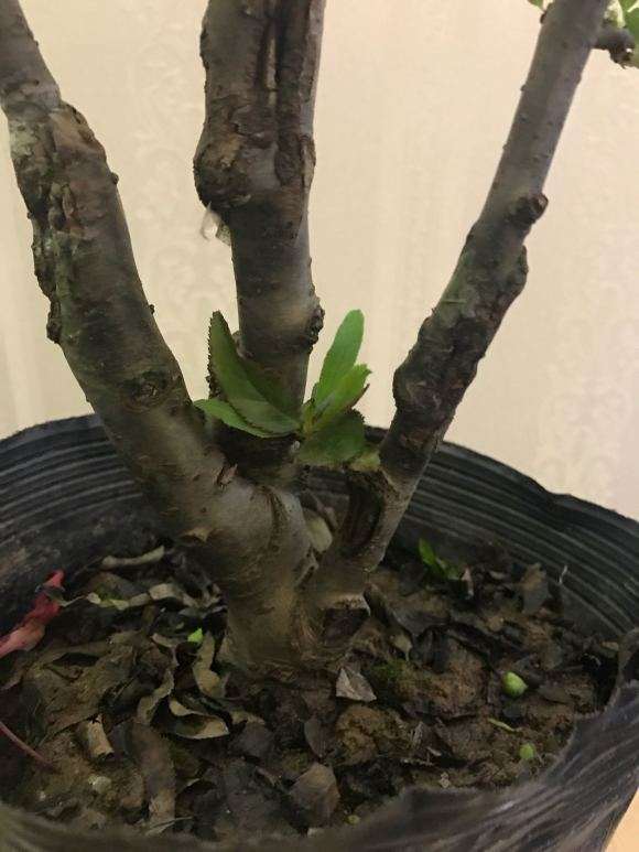 海棠下山桩的配土怎么配 怎么办 图片