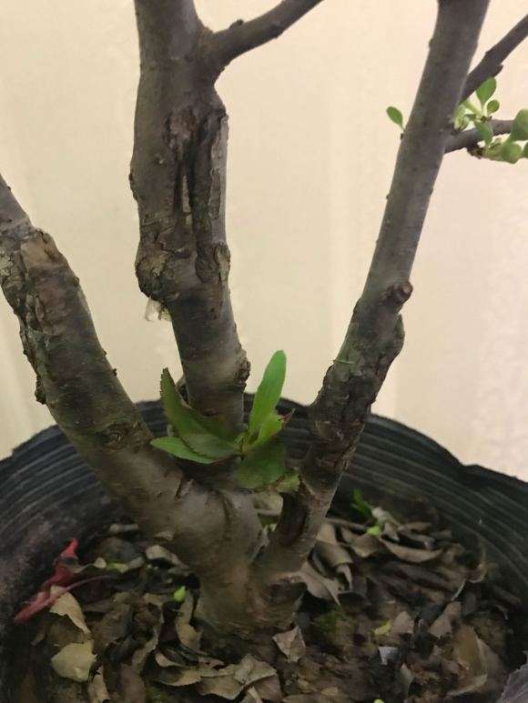 海棠下山桩的配土怎么配 怎么办 图片