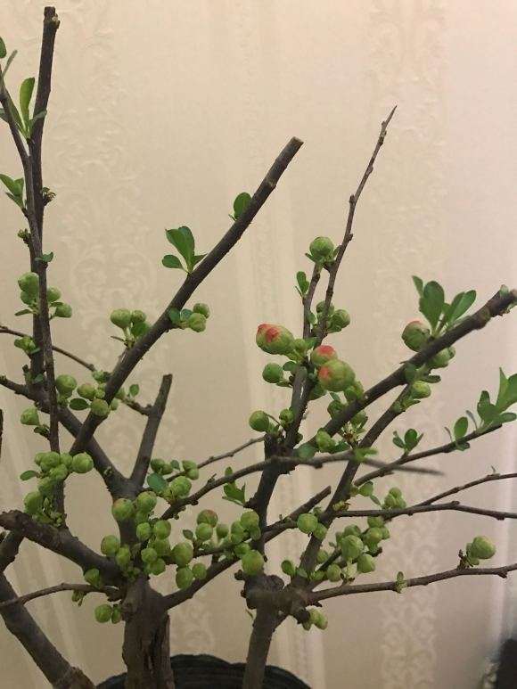 海棠下山桩的配土怎么配 怎么办 图片