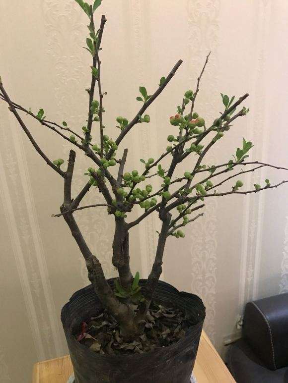 海棠下山桩的配土怎么配 怎么办 图片