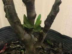 海棠下山桩的配土怎么配 怎么办 图片