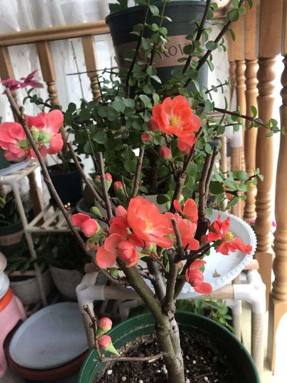 为什么海棠下山桩最好买原生的 图片