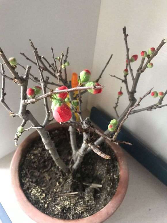 为什么海棠下山桩最好买原生的 图片