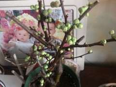 为什么海棠下山桩最好买原生的 图片