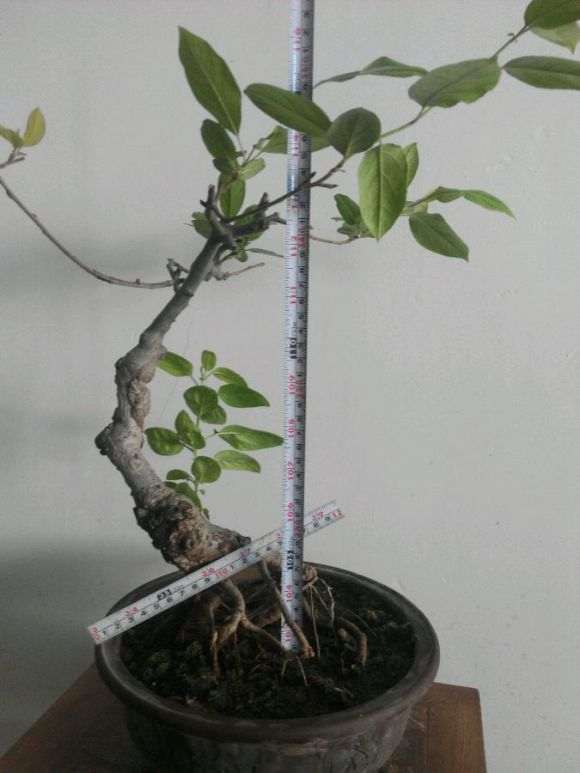 垂丝海棠下山桩 100元 怎么样 图片