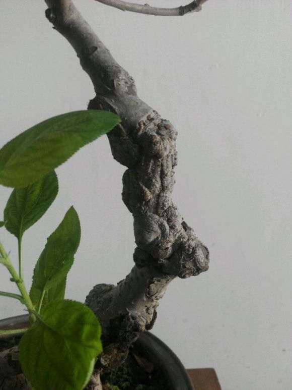 垂丝海棠下山桩 100元 怎么样 图片