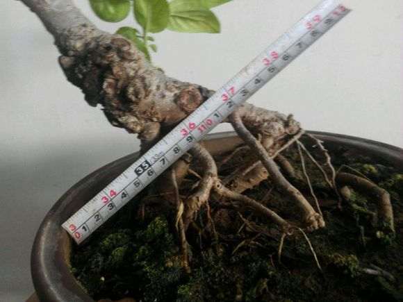 垂丝海棠下山桩 100元 怎么样 图片