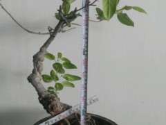 垂丝海棠下山桩 100元 可以吗 图片